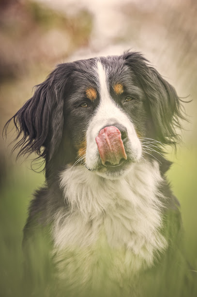 Seelenheil Photographie - Tierfotografie Saarland