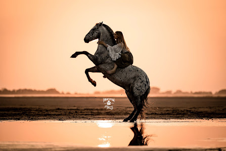 Hoof n paw photography by Sarah Suhren – Bild 4