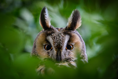 Aiko Sukdolak Natur- und Wildtierfotografie