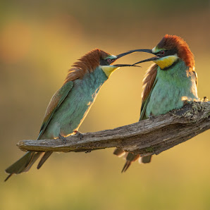 Nisse Kremser Naturerleb-Nisse Naturfotografie – Bild 4