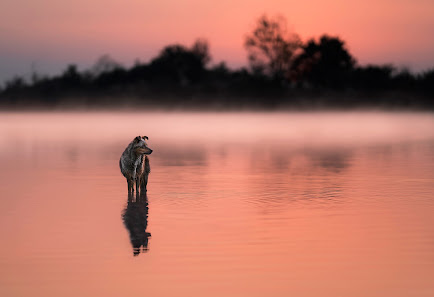 Foxes on Fire Photography - preisgekrönte Tierfotografie in Mitteldeutschland – Bild 3