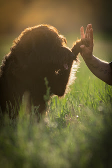 FABIAN AUST Haustierfotografie – Bild 3