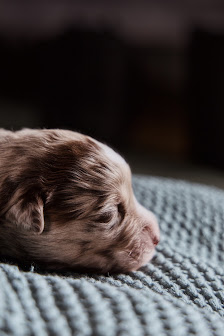 MASH.FOTOGRAFIE – Bild 4