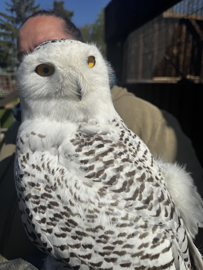 -Der Eulenmann / Infostunden , Shooting mit Eulen / Eulen und Greifvogel Kompetenzzentrum