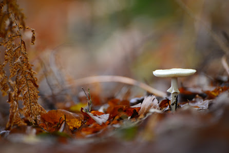 natur im fokus | Fotoreisen, Workshops, Multivision – Bild 3