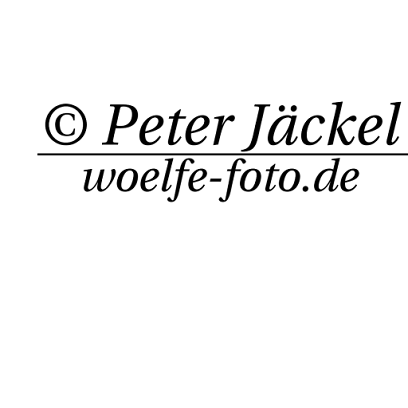 Woelfe-Foto