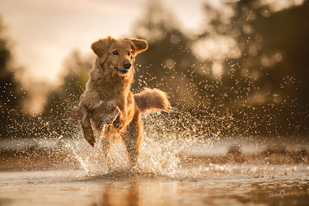 Tierfotografie Barbara Sures Hundefotografie Pferdefotografie NRW – Bild 5