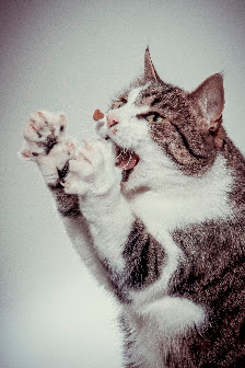 Freiluftstudio Hochzeits- und Portraitfotografie – Bild 4