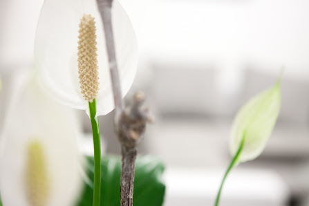 Andrea Fotografie & Design – Bild 2
