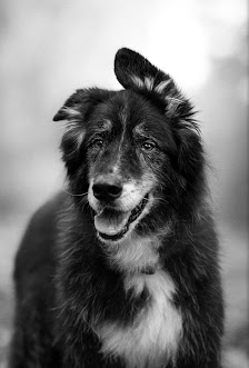 Sina Möller – Hunde- und Paarfotografin – Bild 3