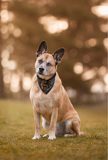 Sabrina Theden Tierfotografie – Bild 3