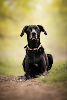 Ramona Rathjen Fotodesign - Hundefotografie Buxtehude | Stade | Hamburg – Bild 2