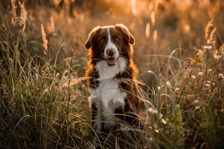Leslie Lorenz - Lightsome Photography – Bild 7