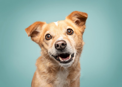 eMotionMoments | Fotostudio für Hunde