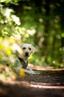wolfsblutfotografie – Bild 4
