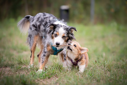 Game of Pictures - Tierfotografie by Monique Weissmann – Bild 3