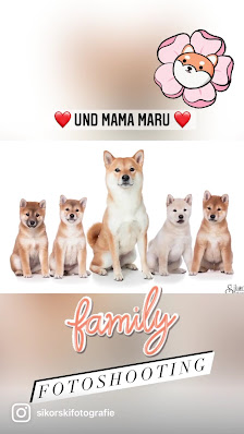 Sikorski Fotografie - Hundefotografie für Berlin & Brandenburg – Bild 4
