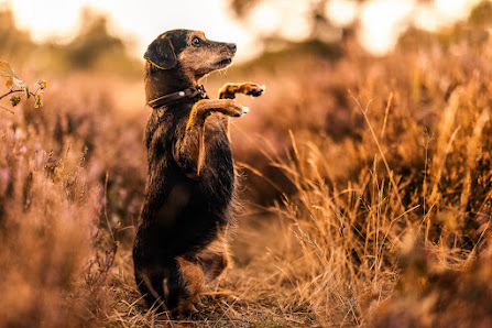ccfotografie | Fotografie für Hunde & Hochzeiten – Bild 5