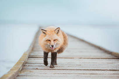 Nicola Behr Fotografie