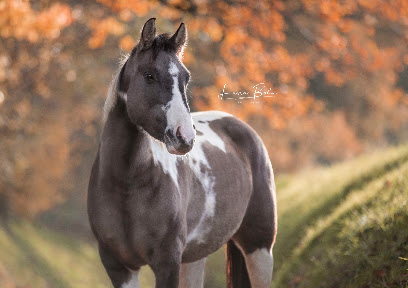 Laura Bohn Photography