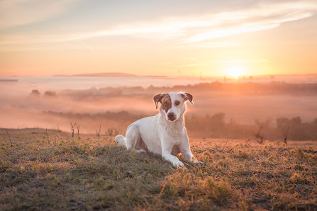Tierfotografie Susanne Elendt – Bild 4
