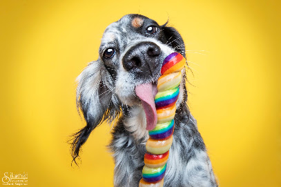 Sikorski Fotografie - Hundefotografie für Berlin & Brandenburg