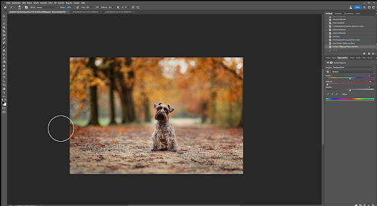 HundeBlick-Photography – Bild 4