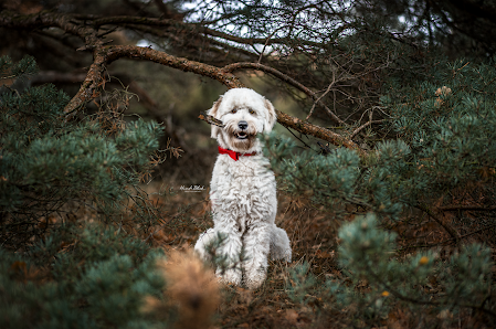HundeBlick-Photography – Bild 3