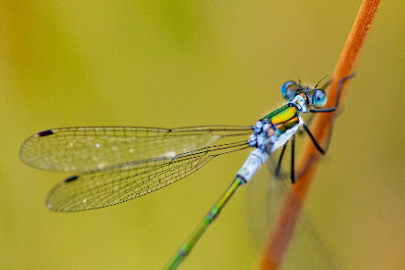 Michael Witte Naturfotografie – Bild 2