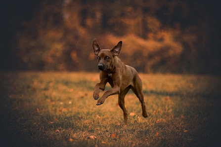 Hundefotografie Hildesheim – Bild 4