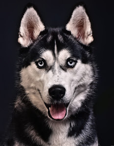 ca-fotodesign Carsten Andrae – Hochzeitsfotograf Mülheim – Bild 6
