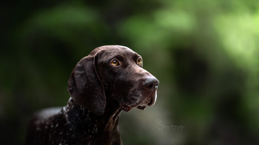 Sandowa Fotografie - Tierfotografie Rems-Murr-Kreis – Bild 2