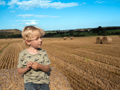 Löwenzahn-Fotografie – Bild 4
