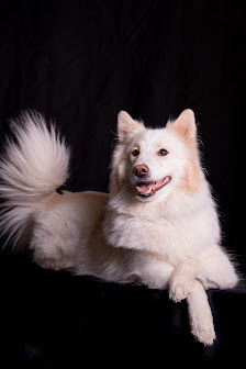 Fotograf ROKI-PICS – Bild 2