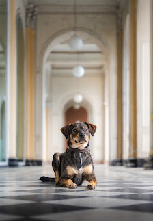 Coco Foto – Bild 5