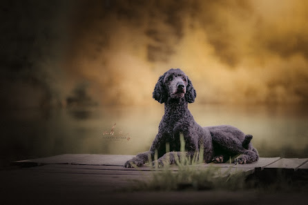 Pfoten im Fokus Photography - Hundefotografie Schleswig-Holstein – Bild 6