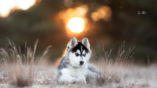 Sina Möller – Hunde- und Paarfotografin – Bild 2
