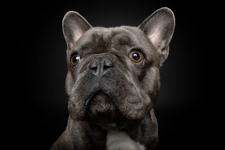 Magnucki Fotografie - Tierfotografie in Bielefeld – Bild 3
