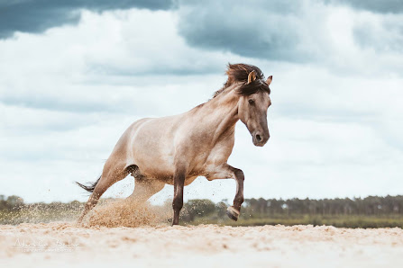 Nicola Behr Fotografie – Bild 3
