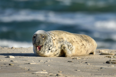 Brauneis Naturfotografie – Bild 3